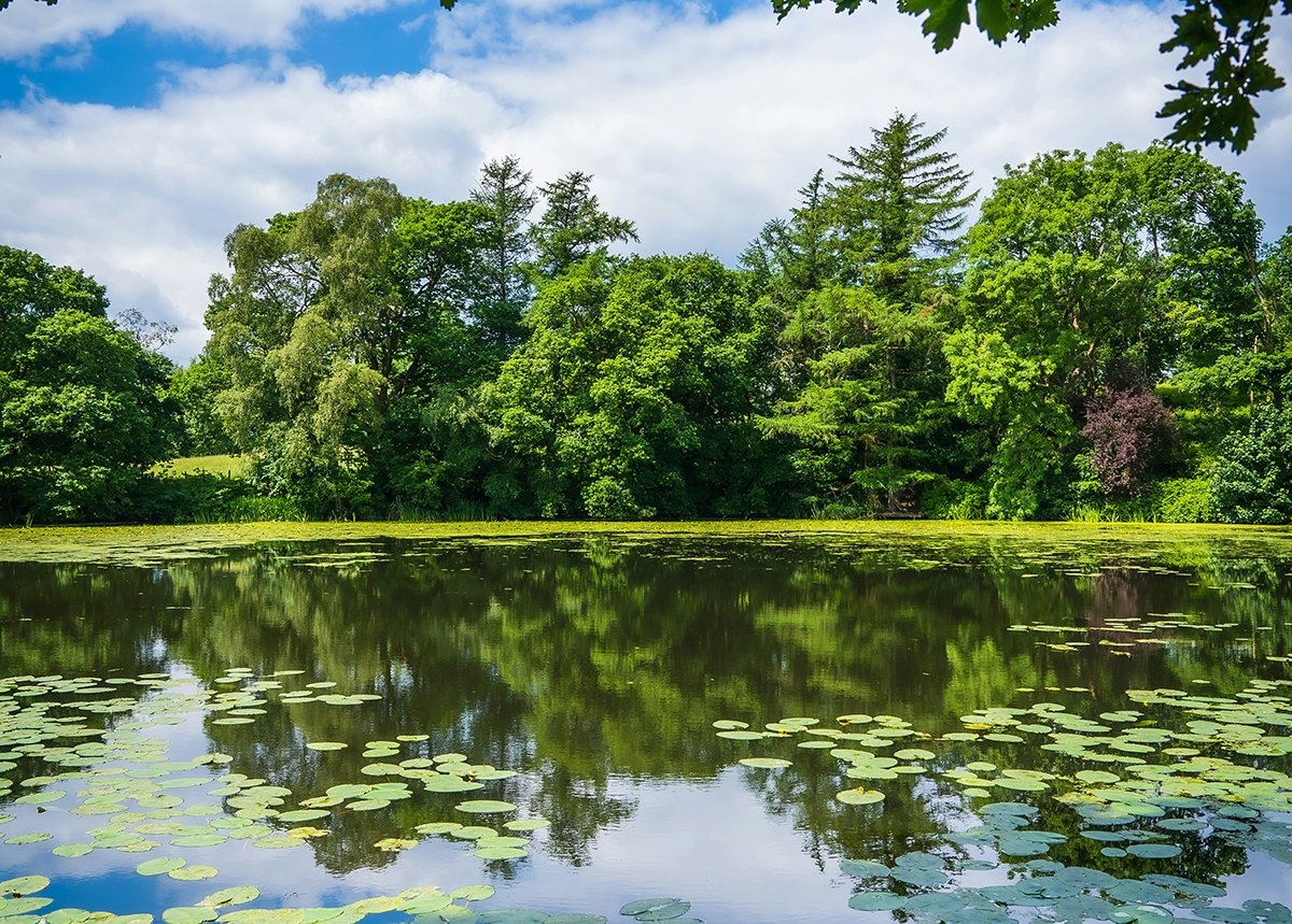 Natūralūs tvenkiniai